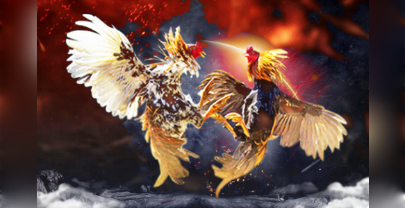 sabung ayam